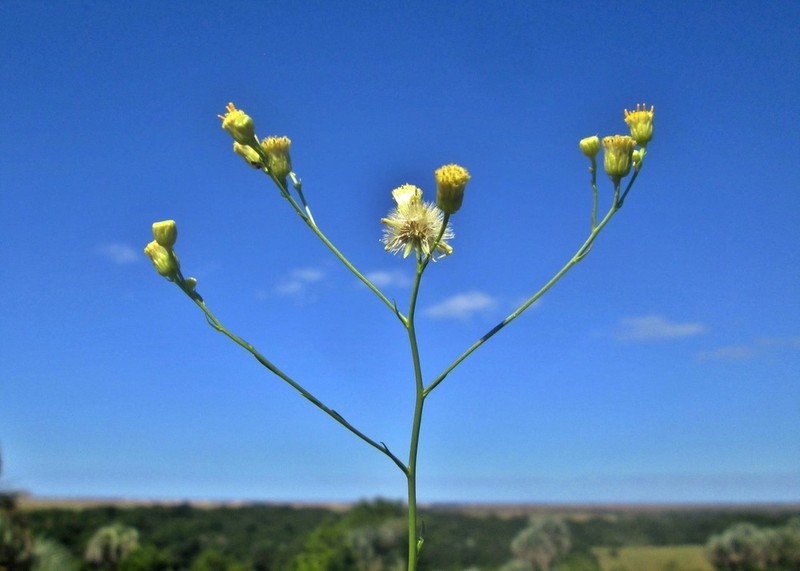 Apopyros corymbosus