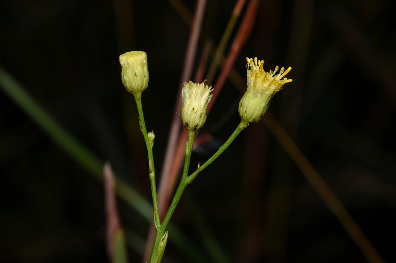 Apopyros corymbosus photo 2