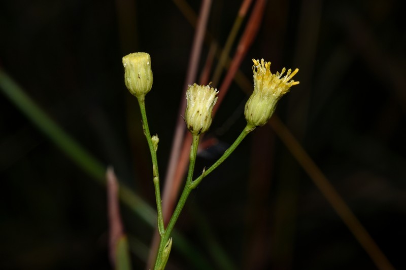 Apopyros corymbosus photo 3