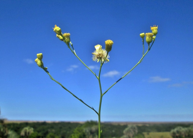 Apopyros corymbosus photo 4
