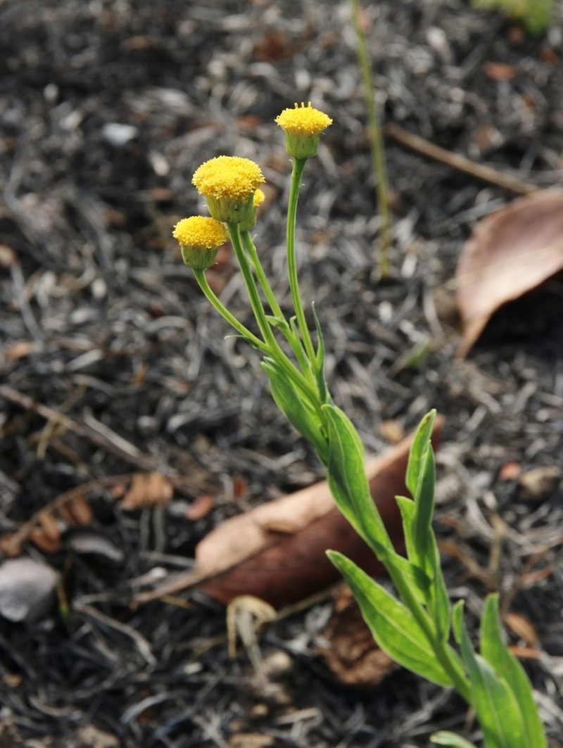 Apopyros warmingii