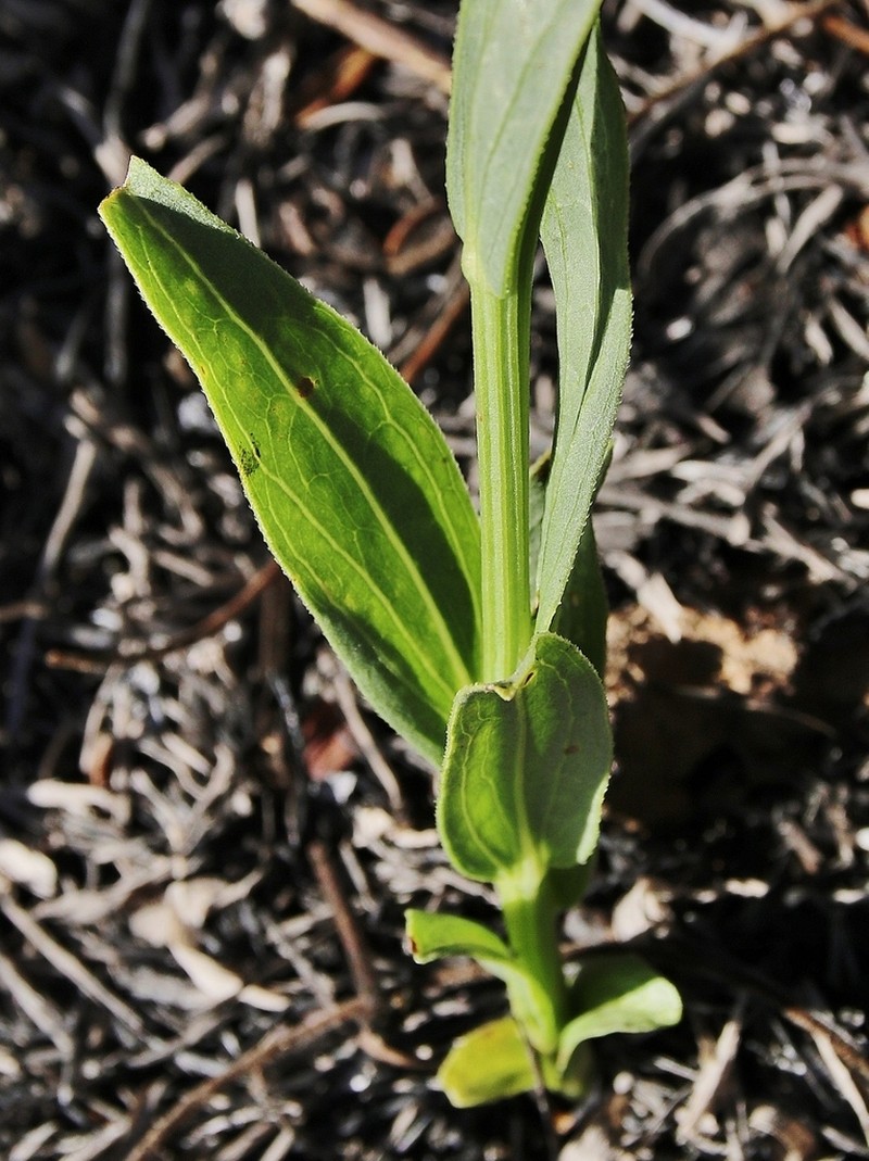 Apopyros warmingii photo 2