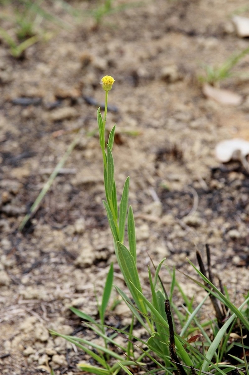 Apopyros warmingii photo 8
