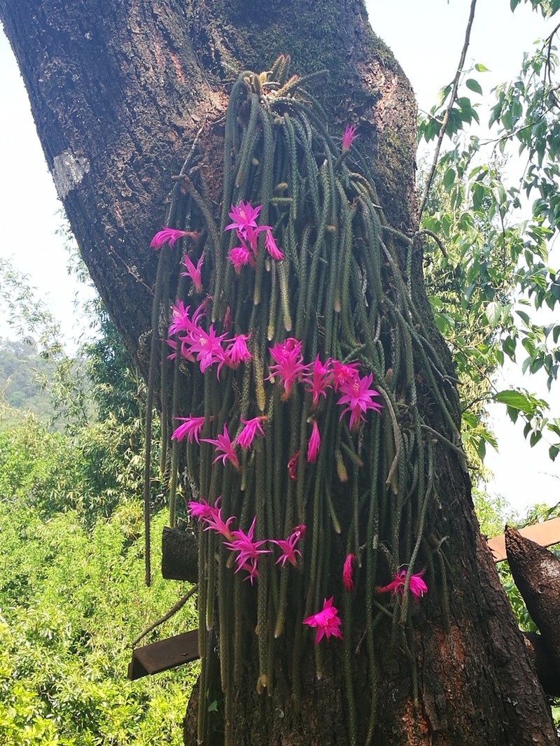 Aporocactus flagelliformis photo 2