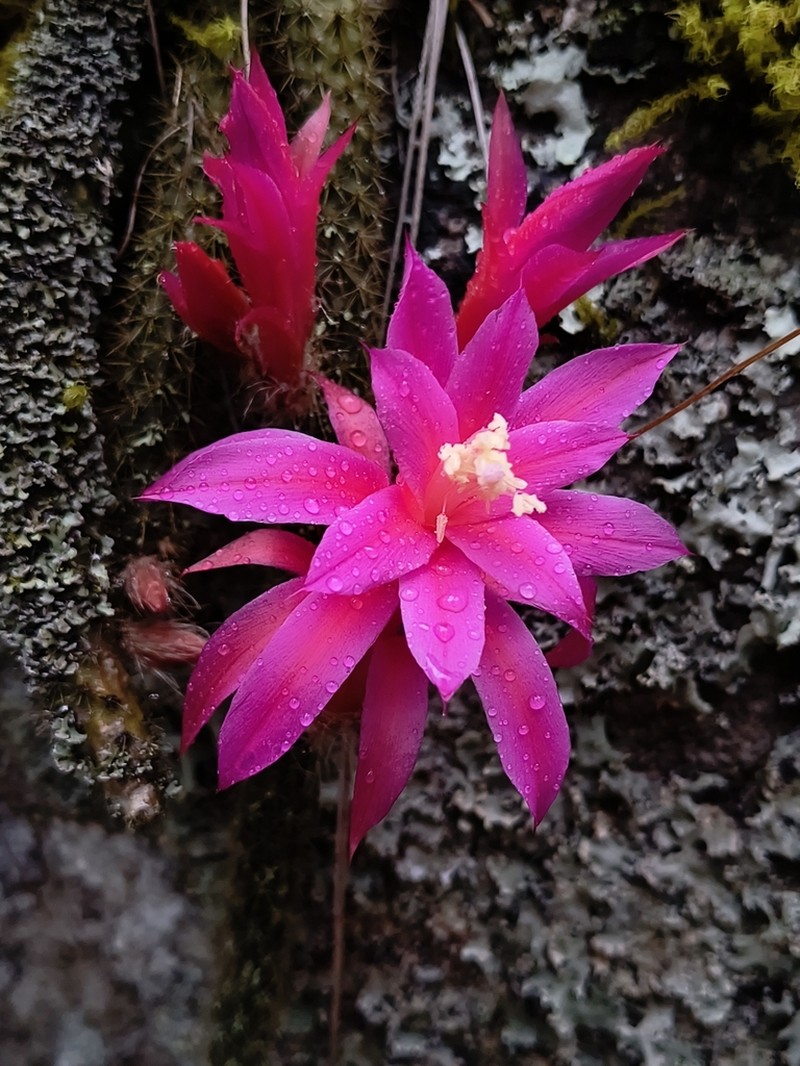 Aporocactus flagelliformis photo 3