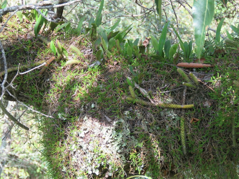 Aporocactus flagelliformis photo 4