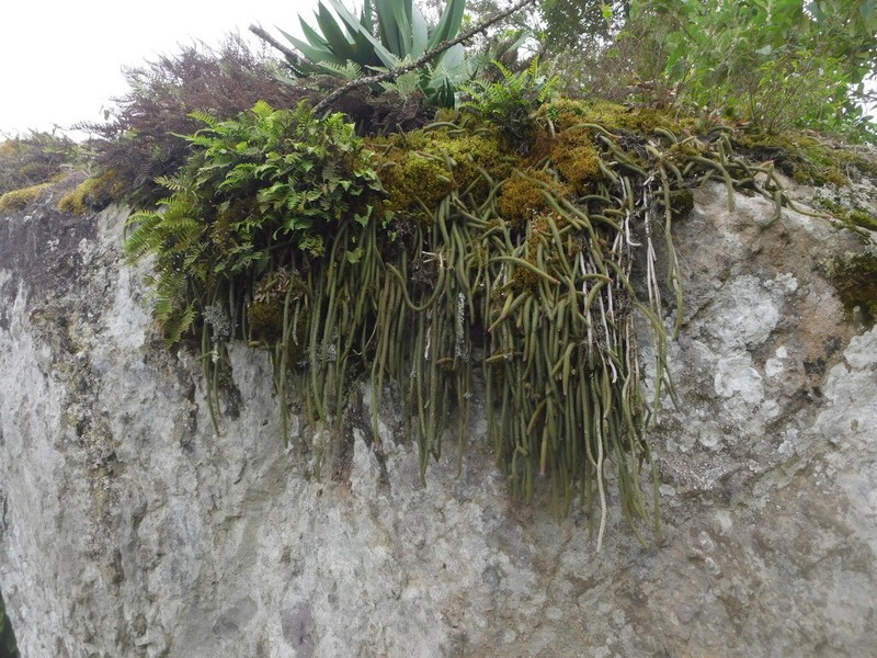 Aporocactus flagelliformis photo 5