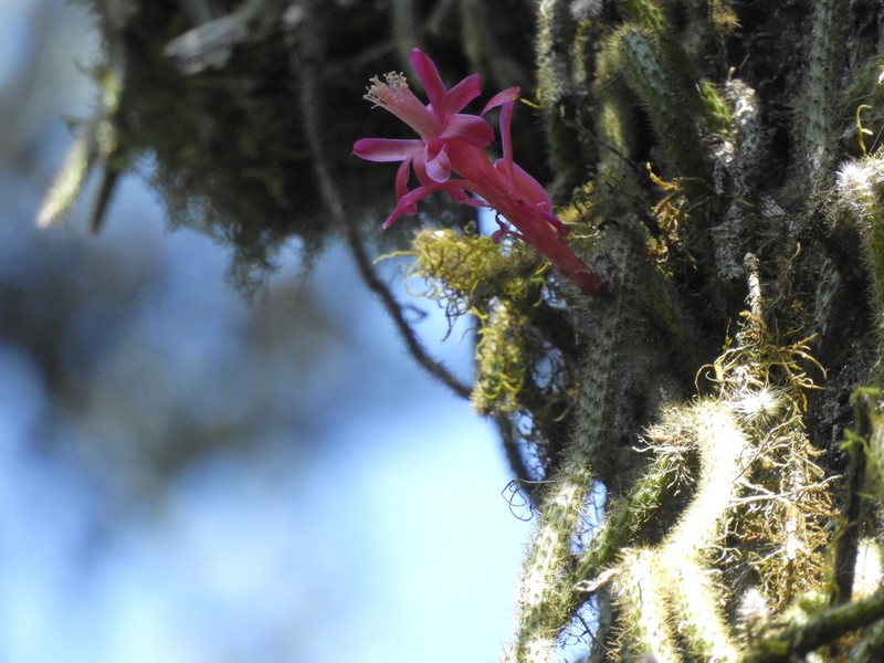 Aporocactus flagelliformis photo 8