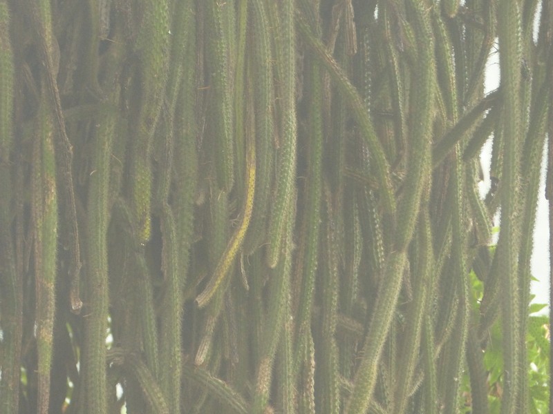 Aporocactus martianus photo 2