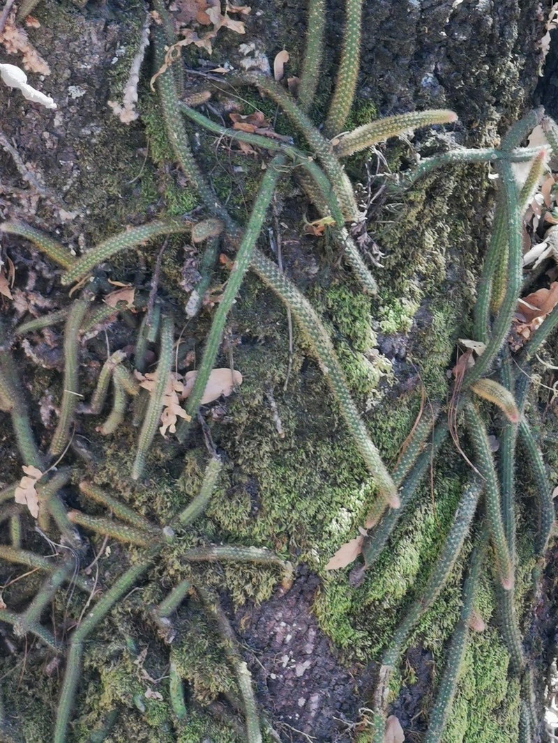 Aporocactus martianus photo 4