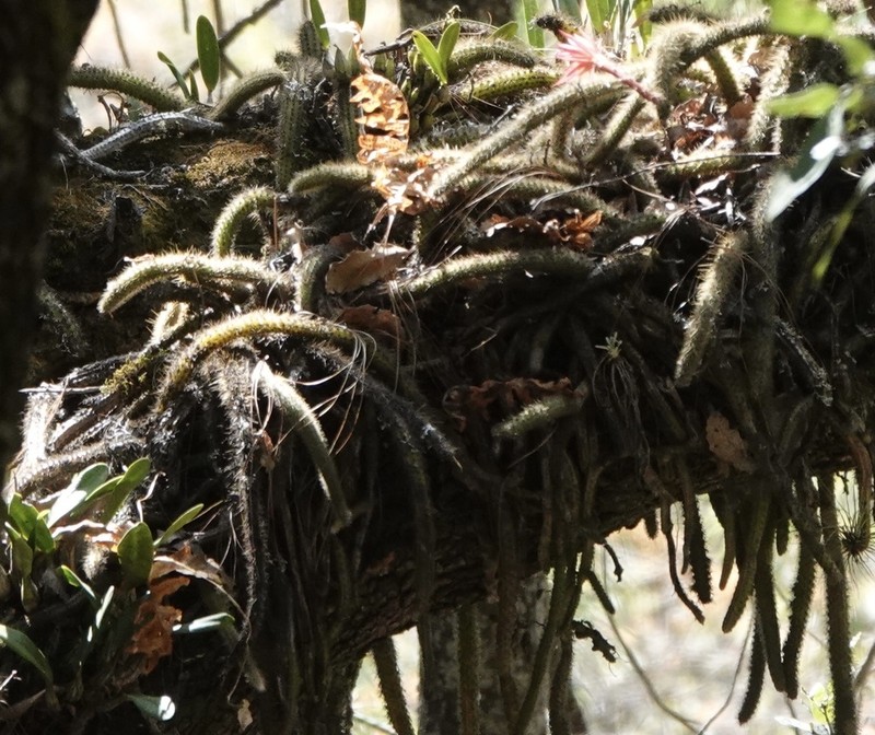 Aporocactus martianus photo 5
