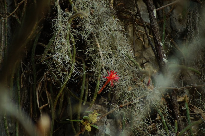 Aporocactus martianus photo 7