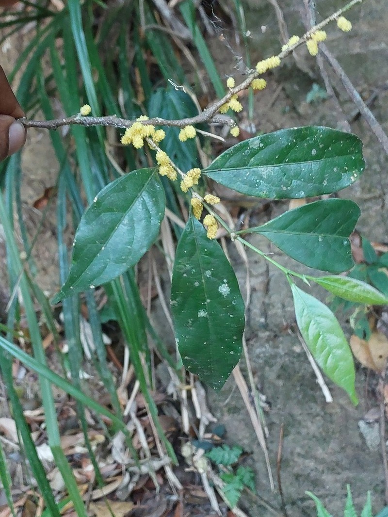 Aporosa acuminata photo 2