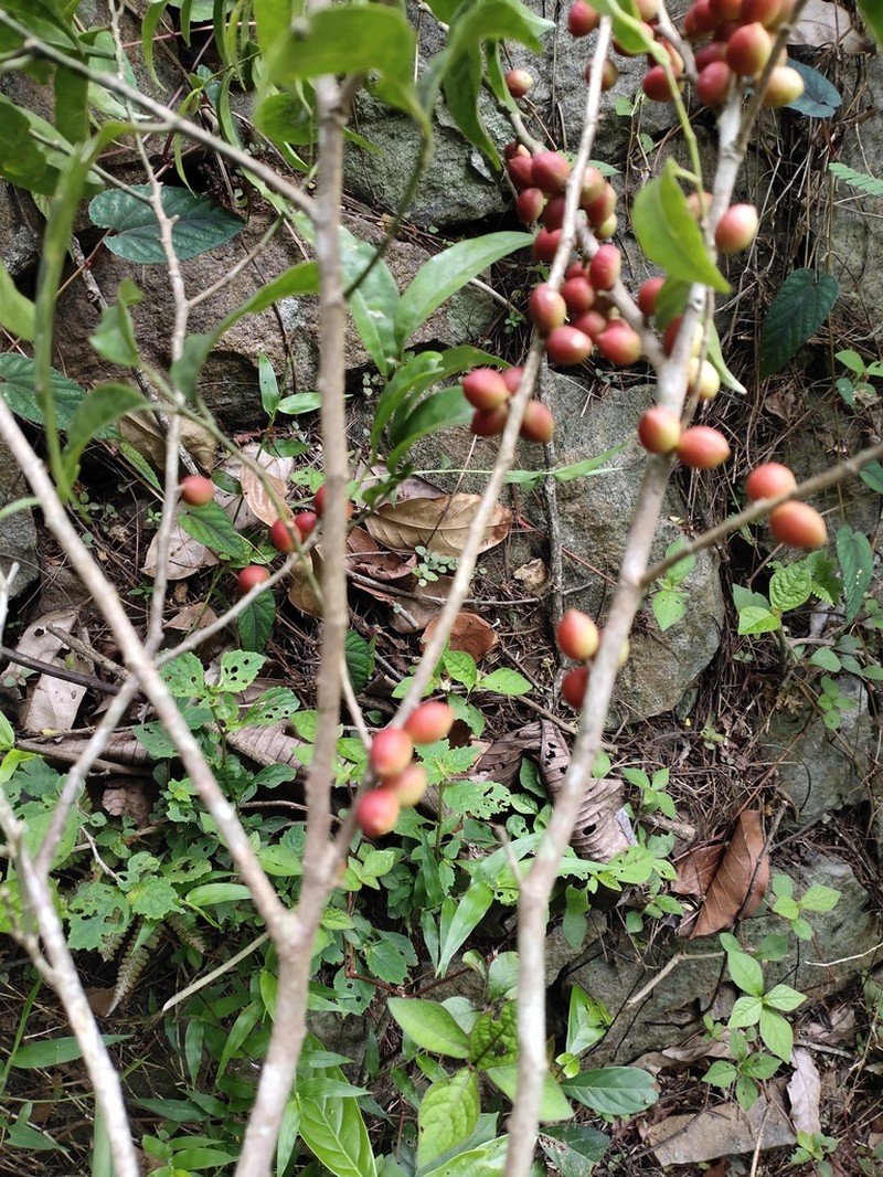 Aporosa acuminata photo 3