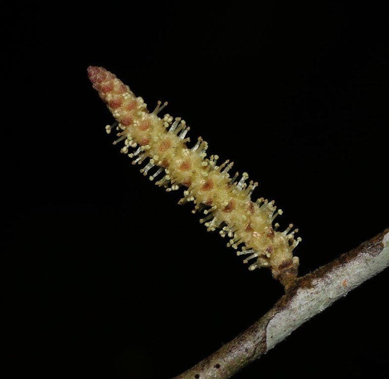 Aporosa acuminata photo 4