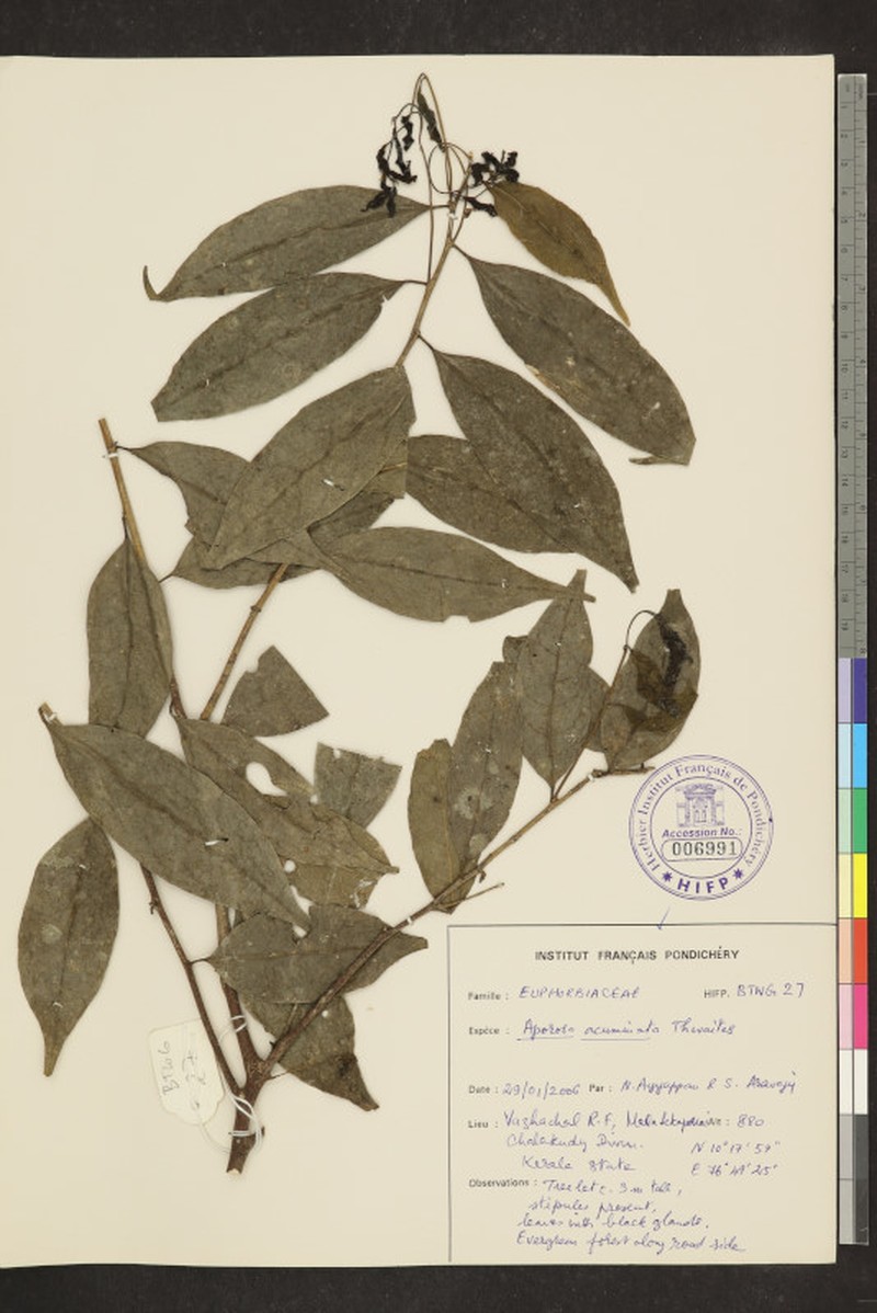 Aporosa acuminata photo 5