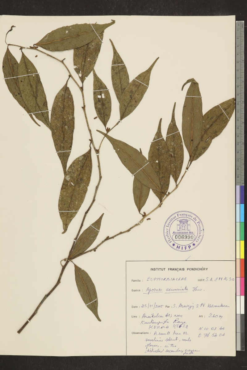 Aporosa acuminata photo 6