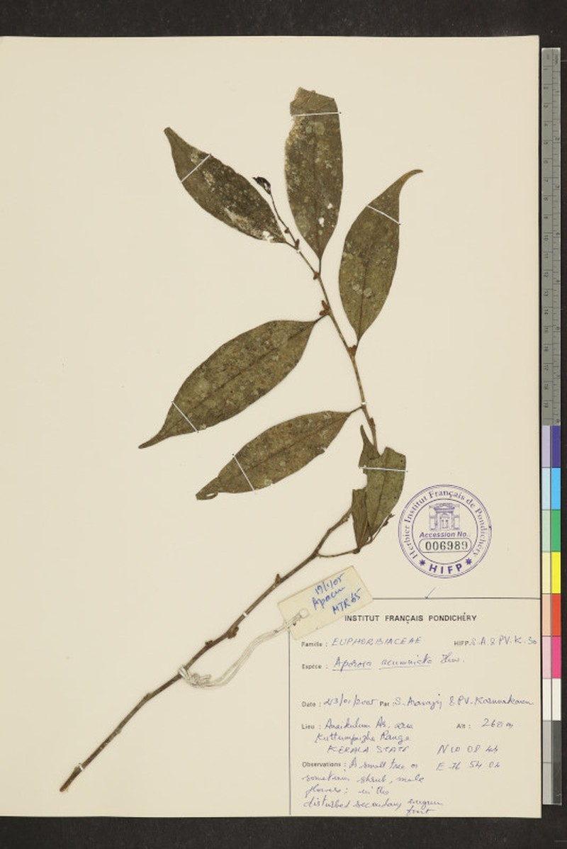 Aporosa acuminata photo 7