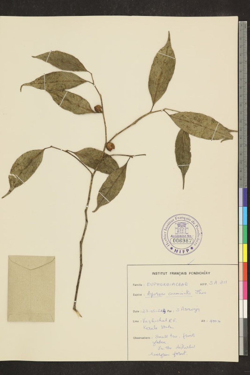 Aporosa acuminata photo 8