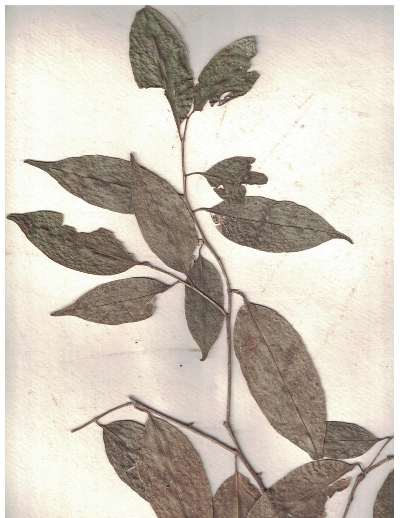 Aporosa acuminata