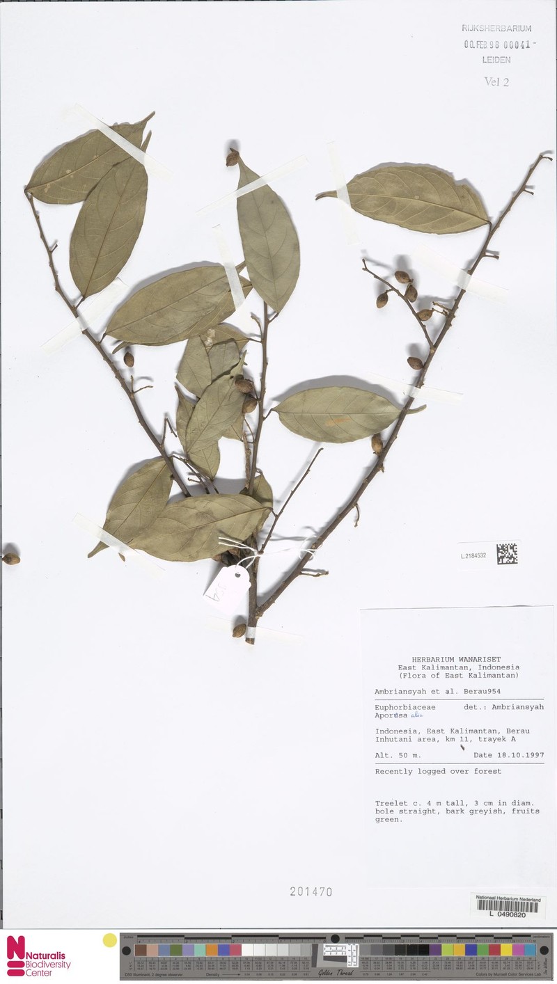 Aporosa alia photo 8