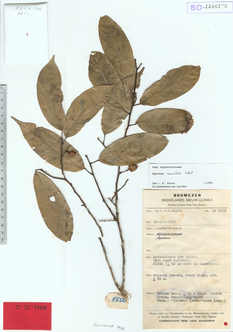 Aporosa annulata