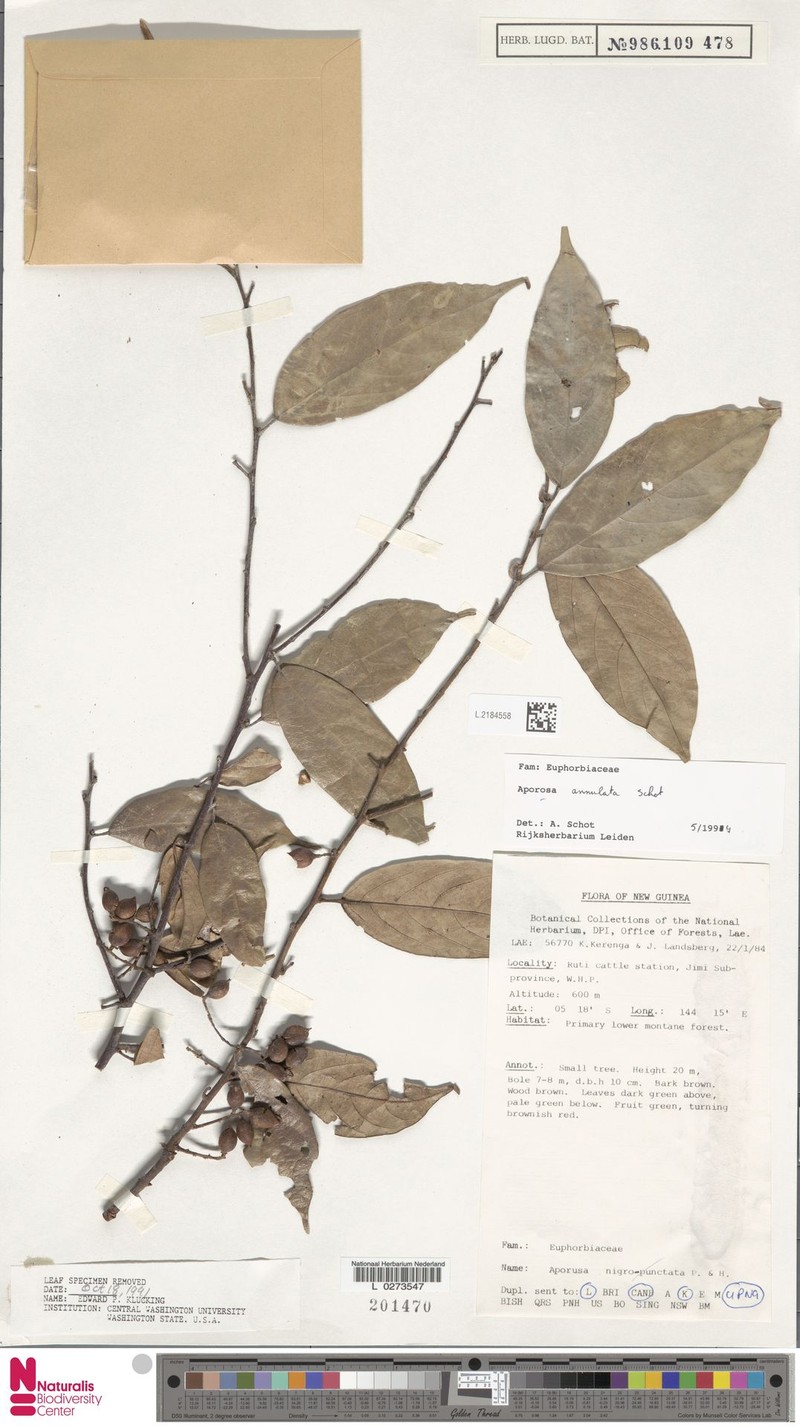 Aporosa annulata photo 2