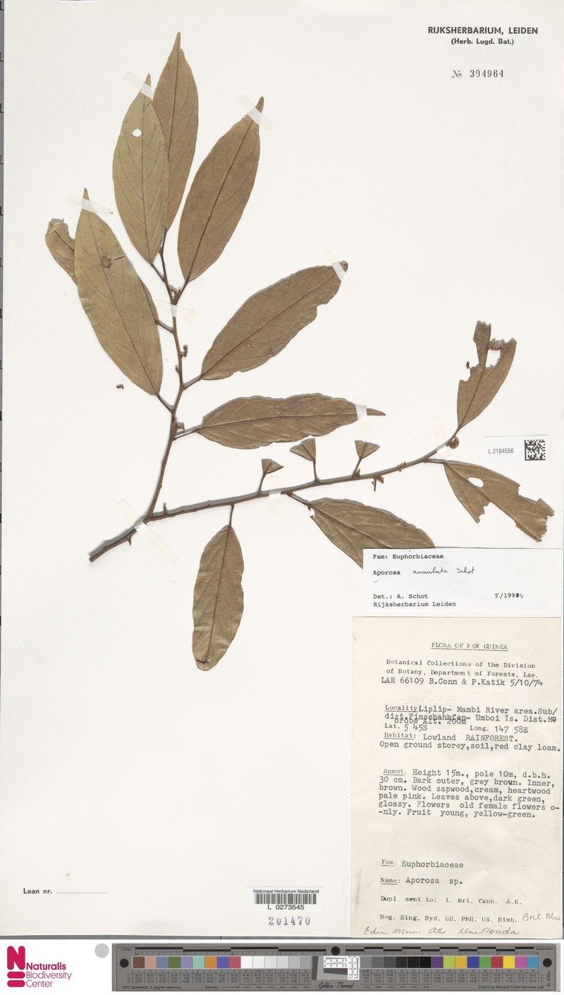 Aporosa annulata photo 3