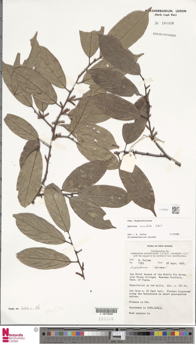 Aporosa annulata photo 6