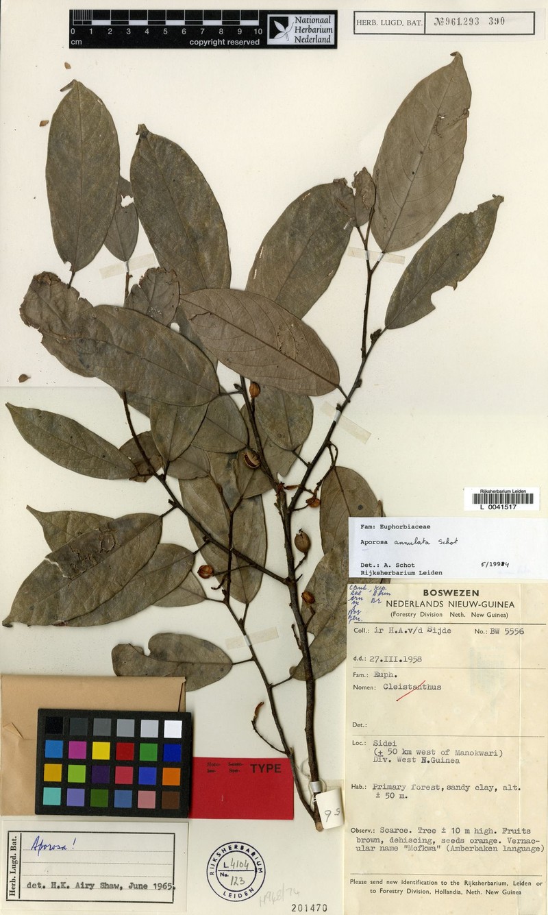 Aporosa annulata photo 8