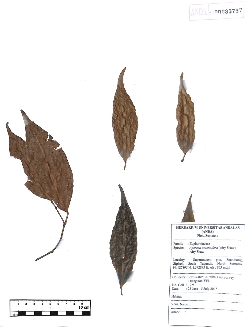 Aporosa antennifera