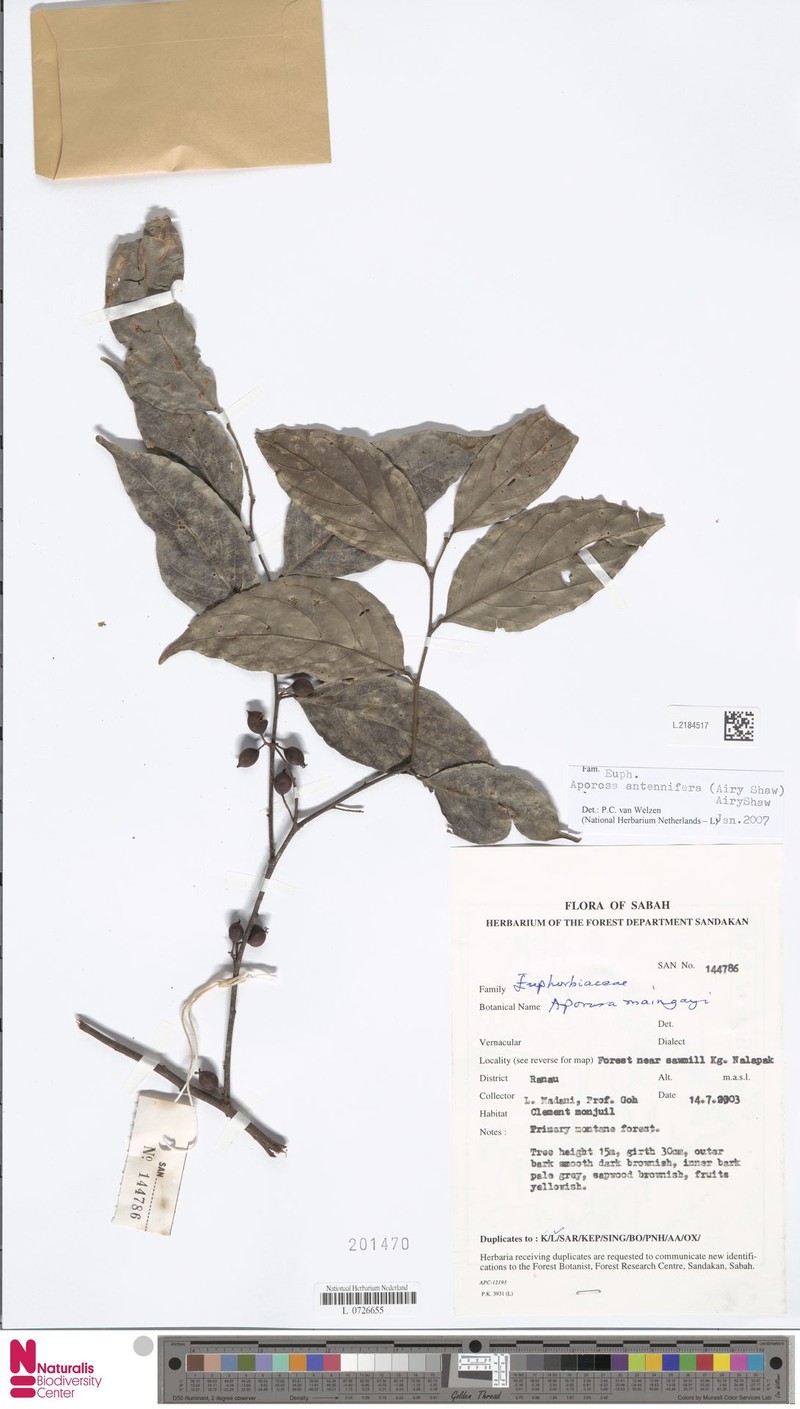 Aporosa antennifera photo 2