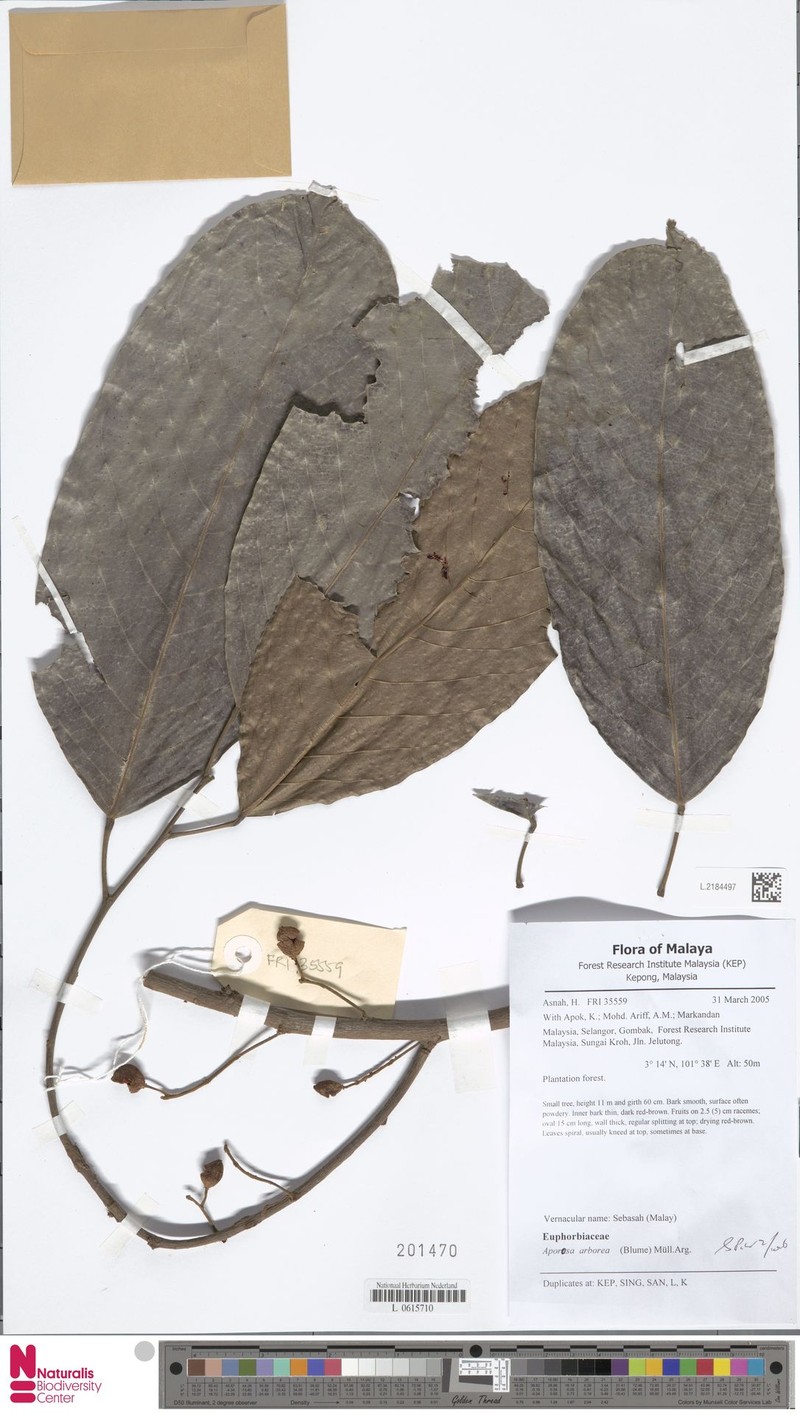 Aporosa arborea