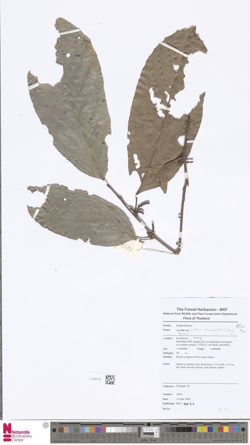 Aporosa arborea photo 2