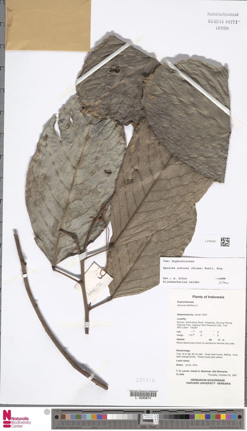 Aporosa arborea photo 4