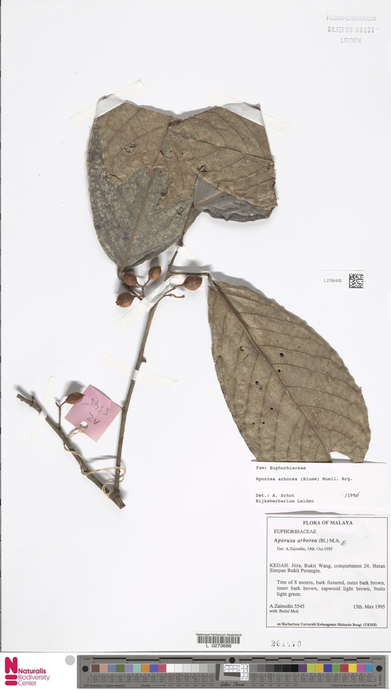 Aporosa arborea photo 5
