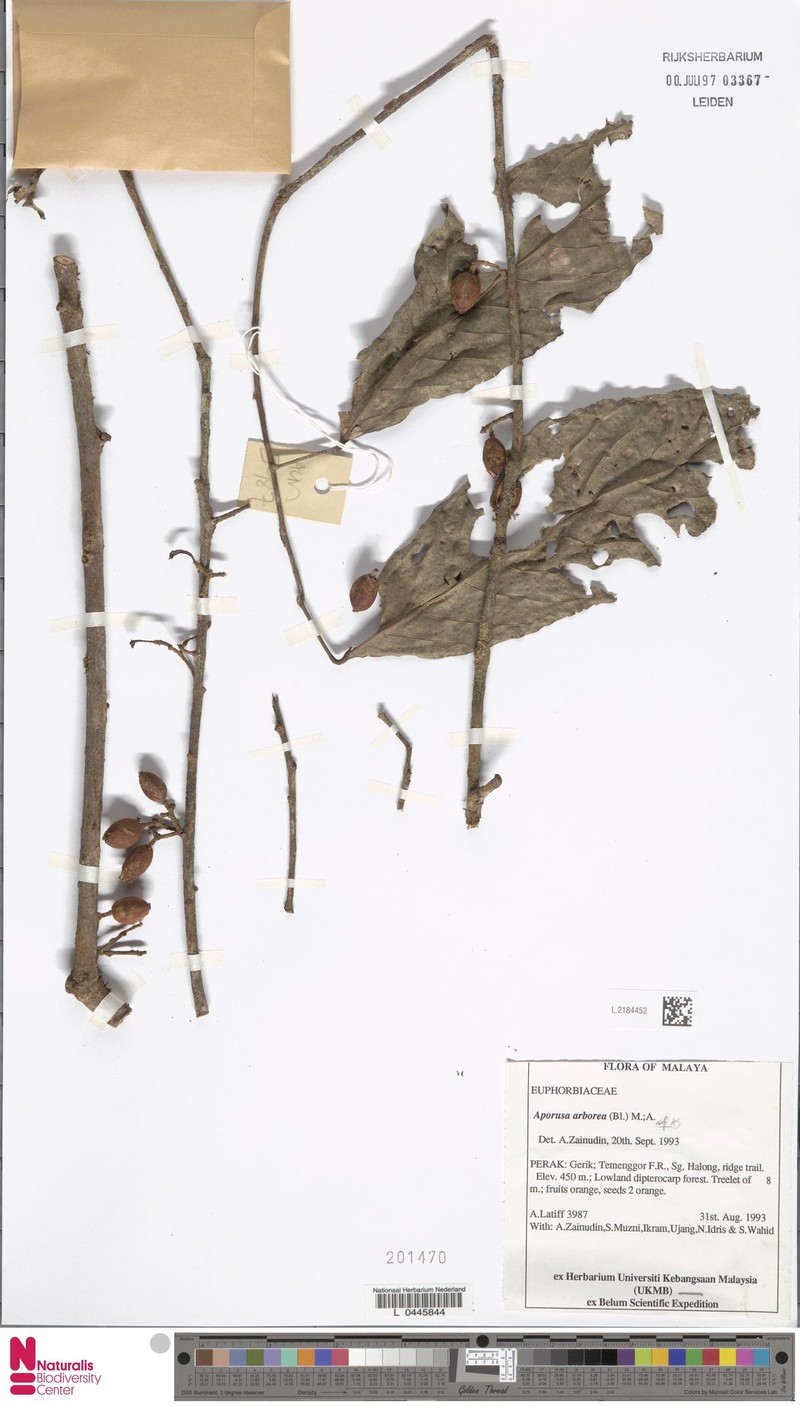 Aporosa arborea photo 6
