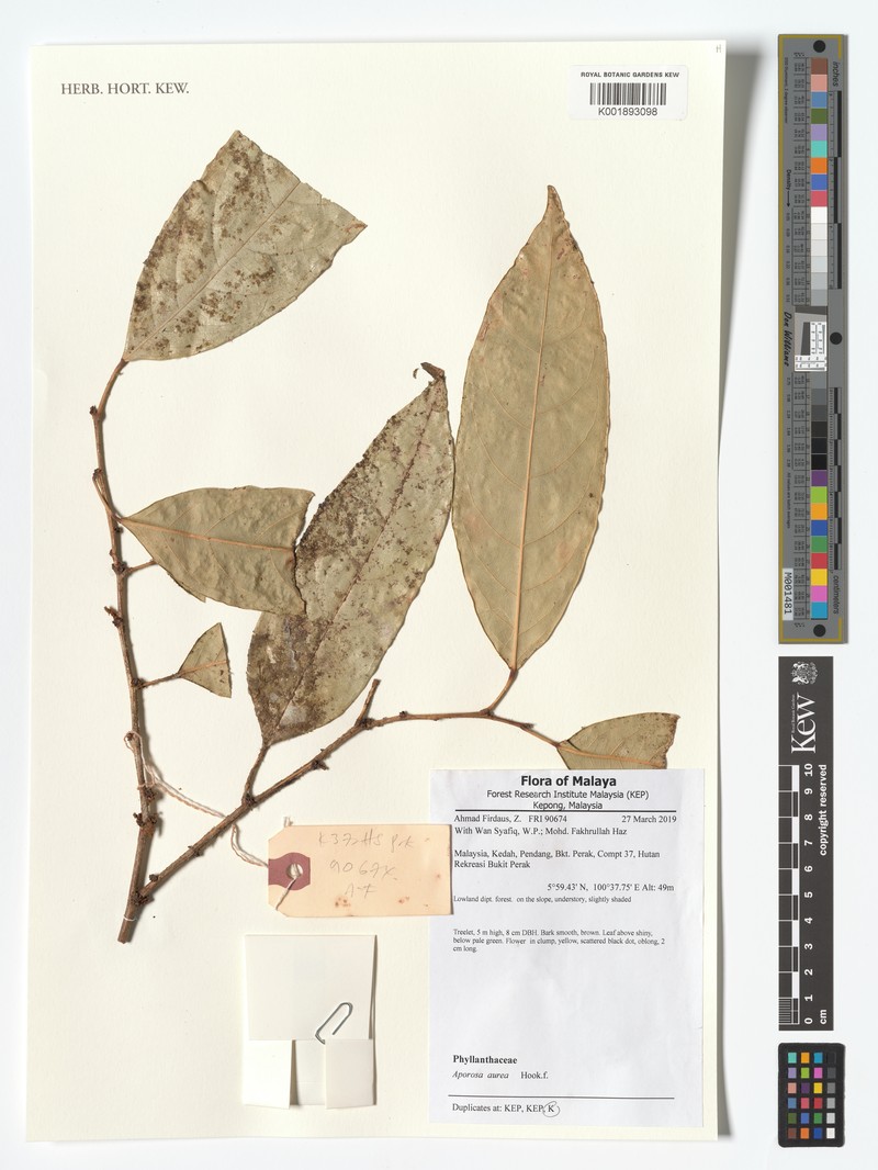 Aporosa aurea photo 2
