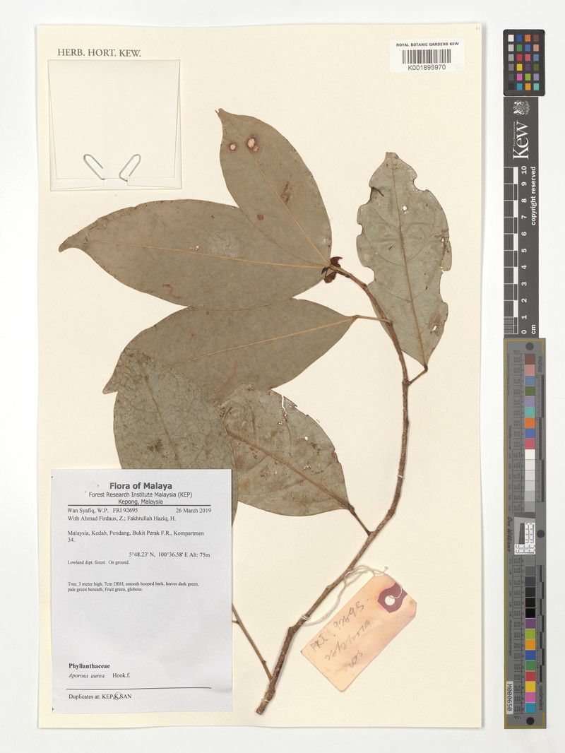 Aporosa aurea photo 3