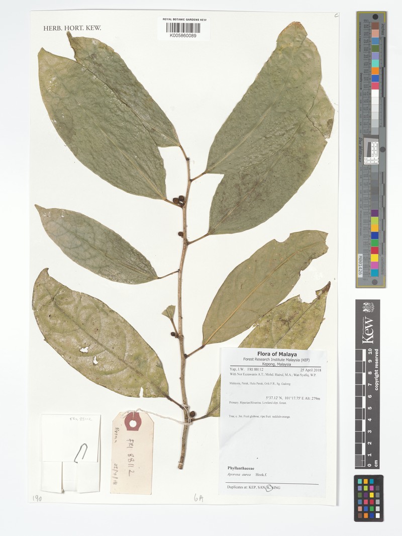 Aporosa aurea photo 4