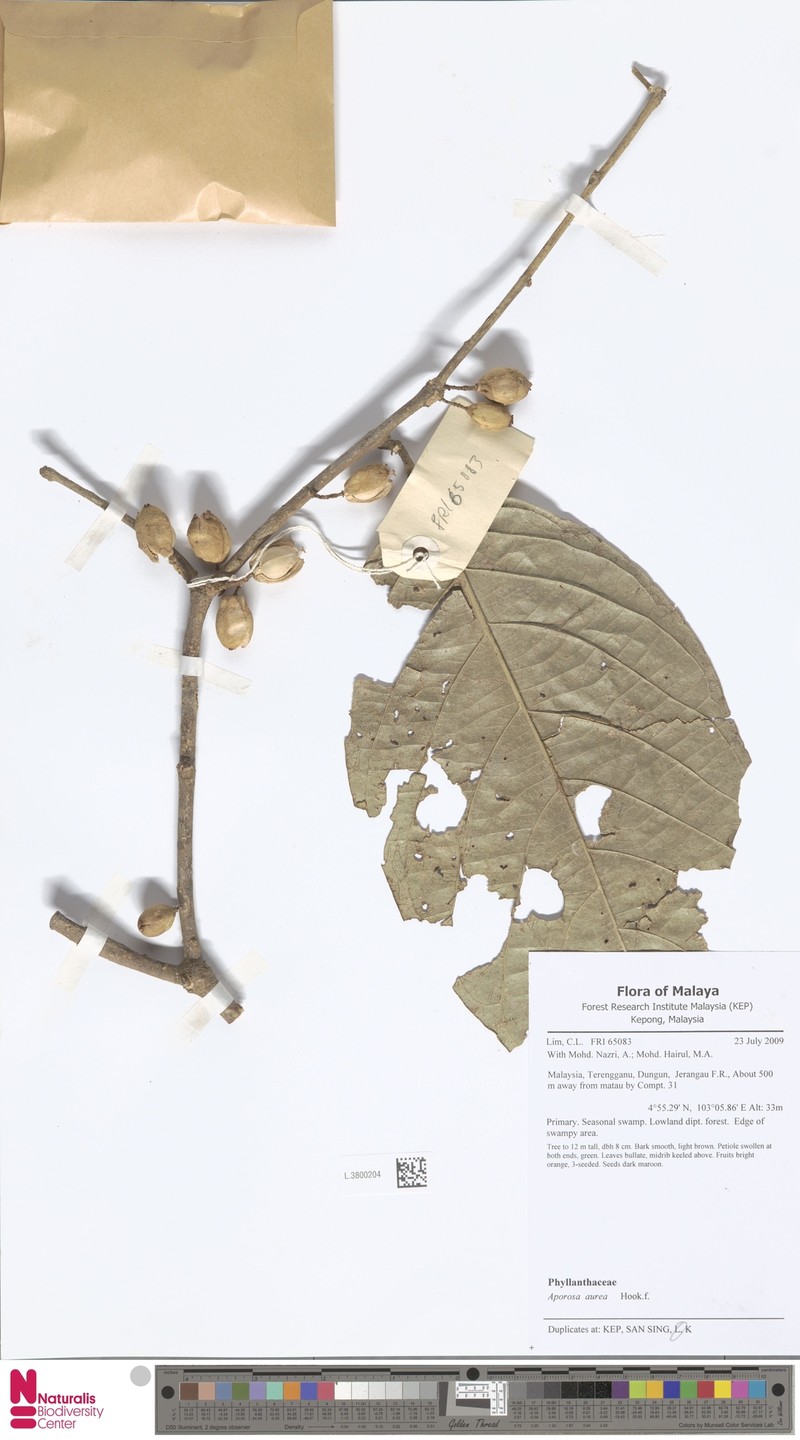 Aporosa aurea