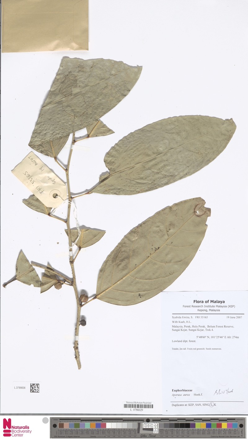 Aporosa aurea photo 3