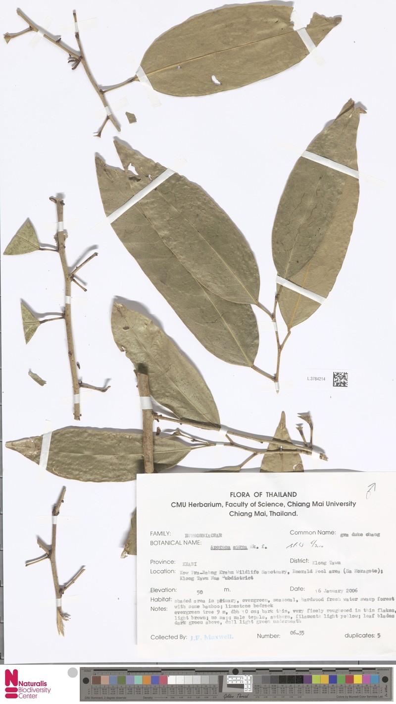 Aporosa aurea photo 4