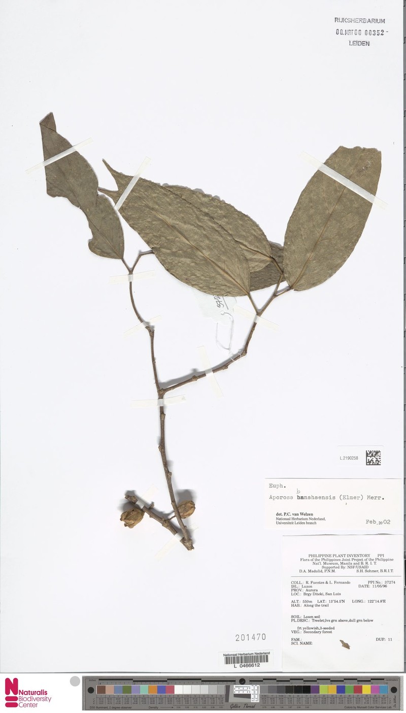 Aporosa banahaensis