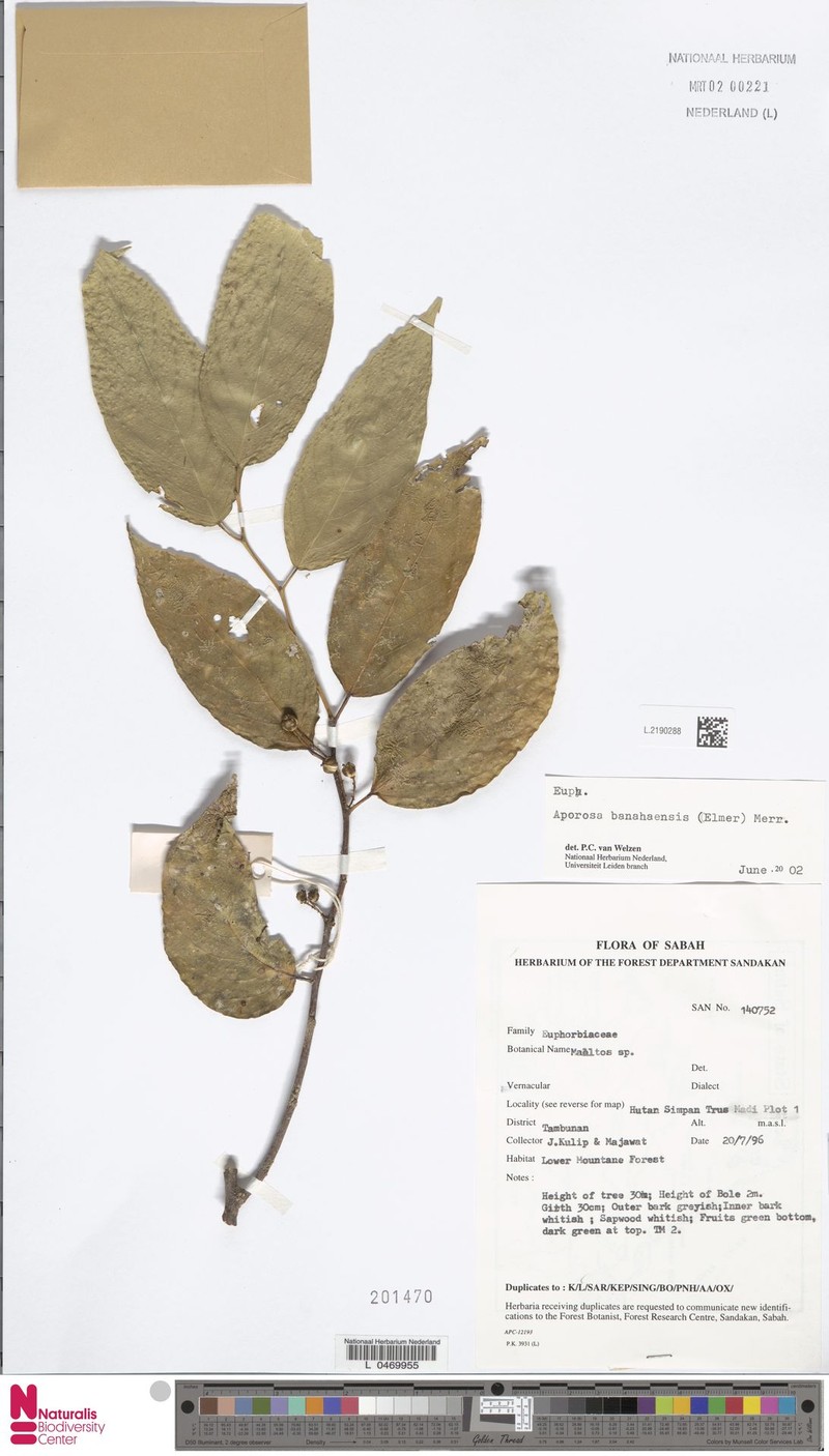 Aporosa banahaensis photo 2