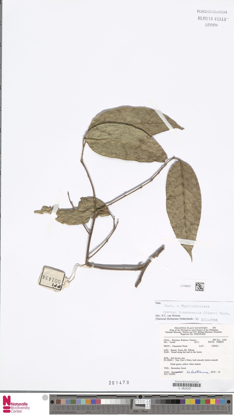 Aporosa banahaensis photo 3