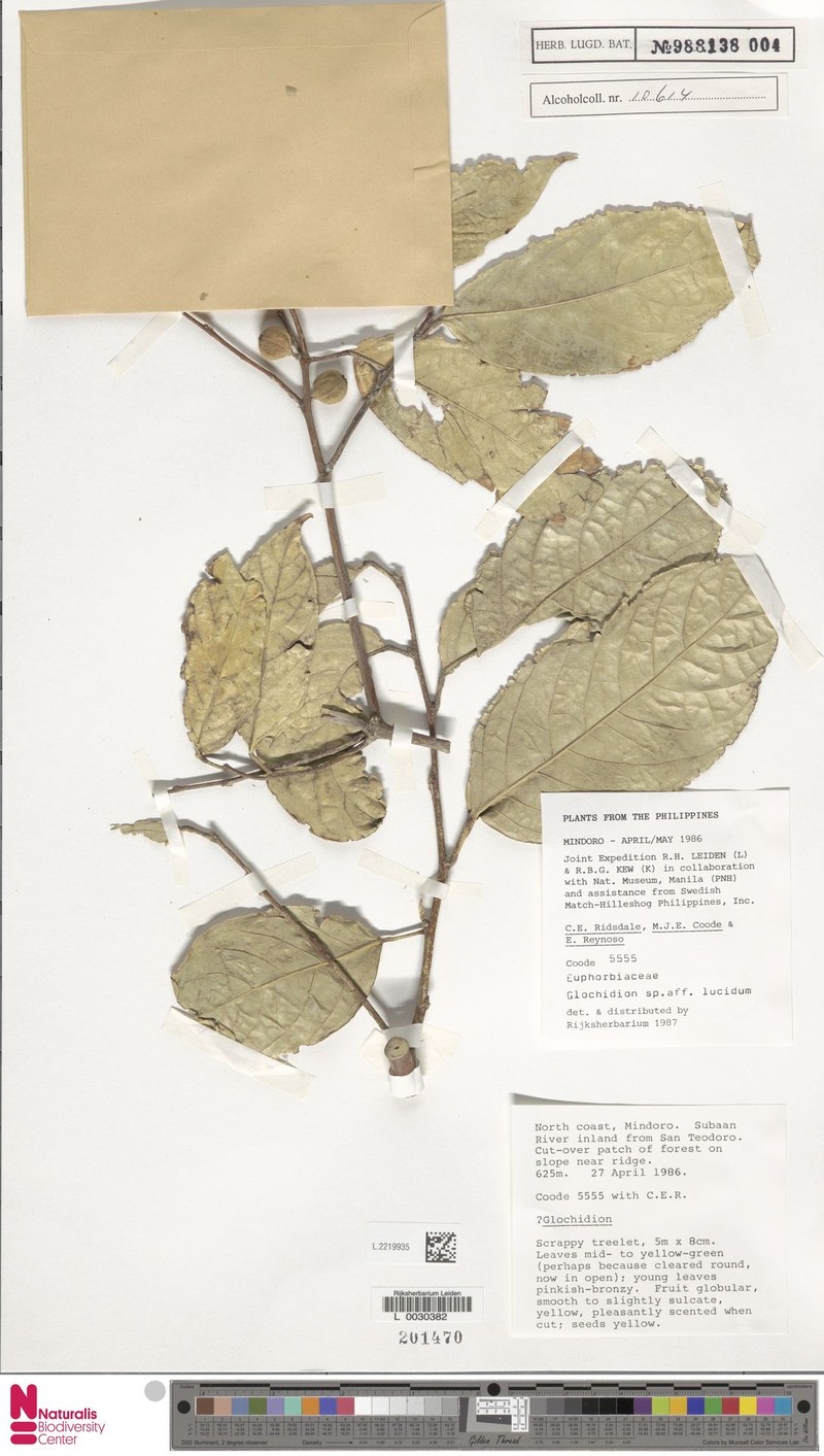 Aporosa banahaensis photo 4