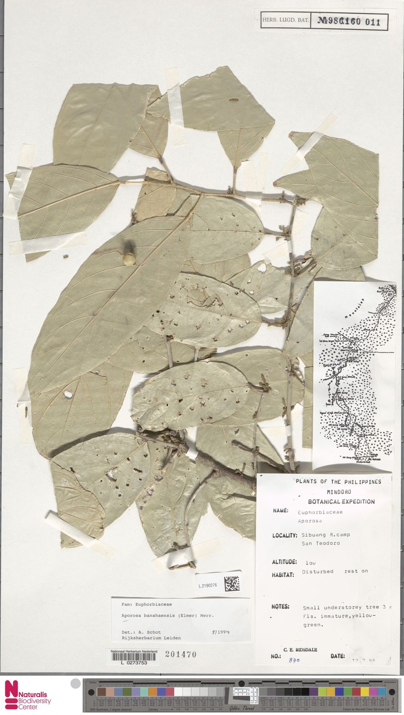 Aporosa banahaensis photo 5