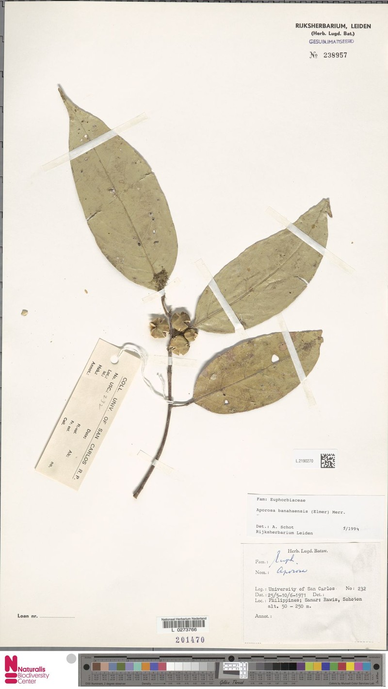Aporosa banahaensis photo 6