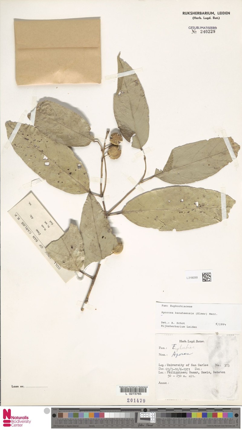 Aporosa banahaensis photo 7